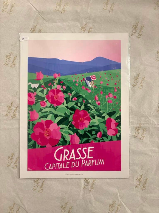 Affiche Grasse - rose centifolia